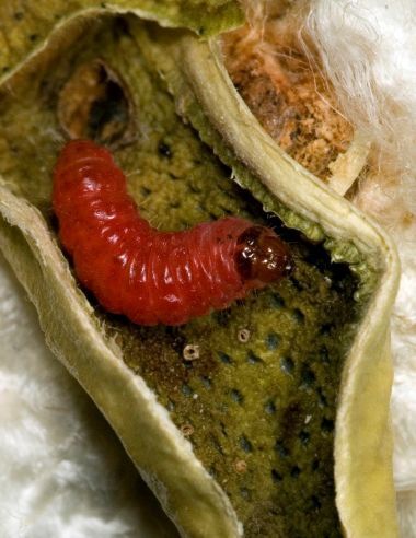 Pink bollworm caterpillar